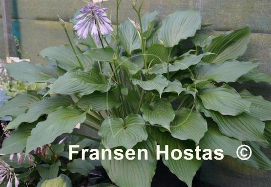 Hosta Hirao Supreme